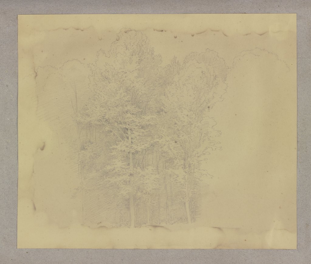 Thicket, Carl Theodor Reiffenstein
