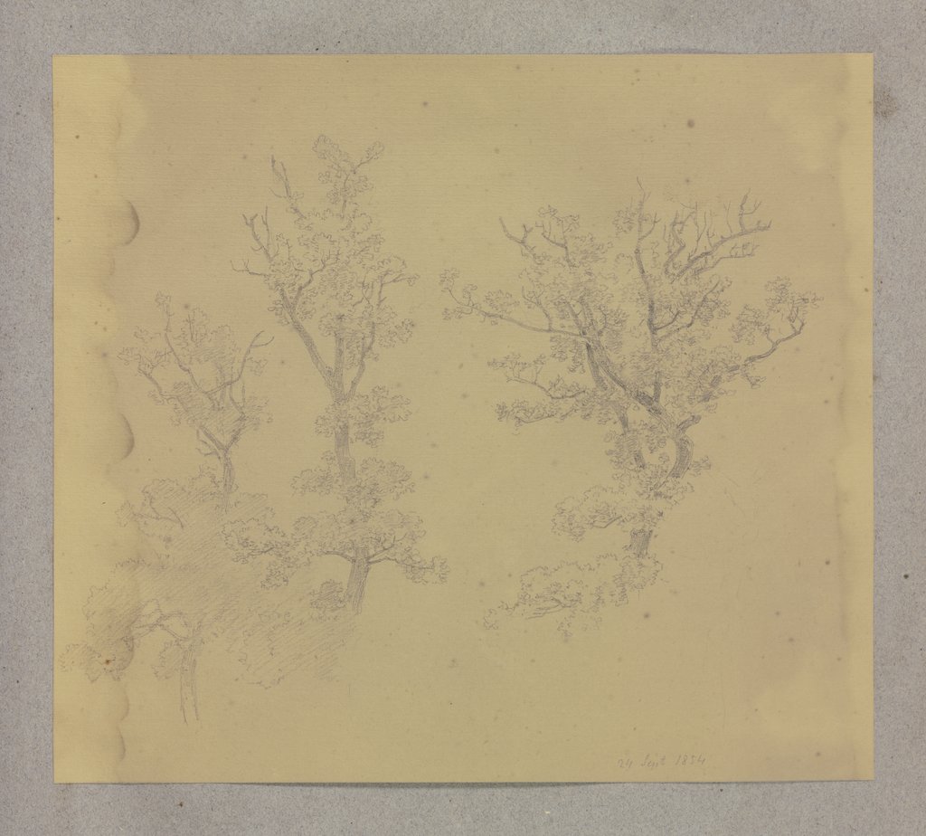 Treetops, Carl Theodor Reiffenstein