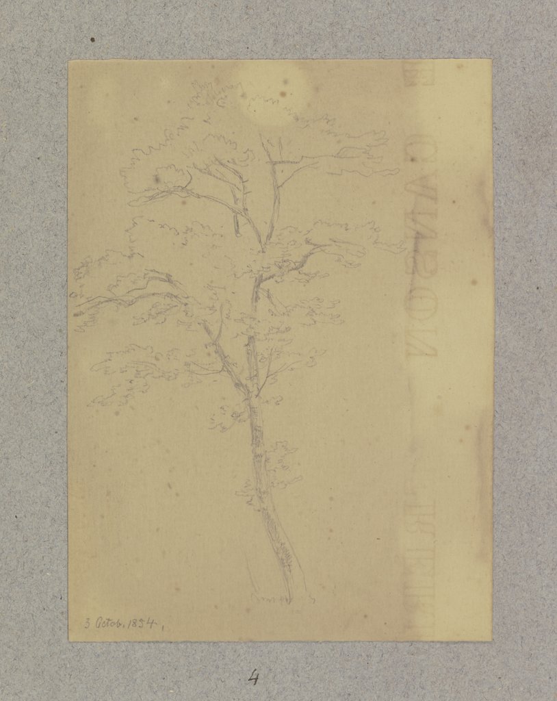 Tree, Carl Theodor Reiffenstein