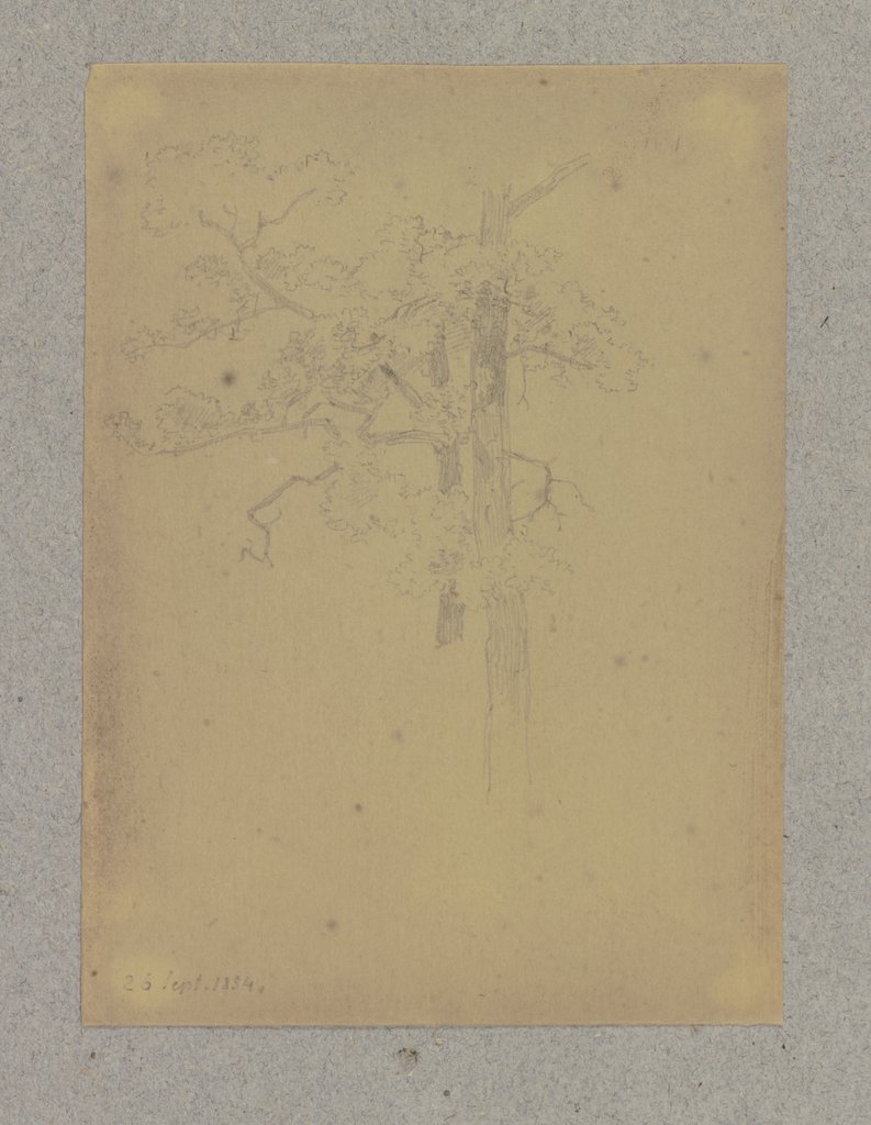 Two trees, Carl Theodor Reiffenstein