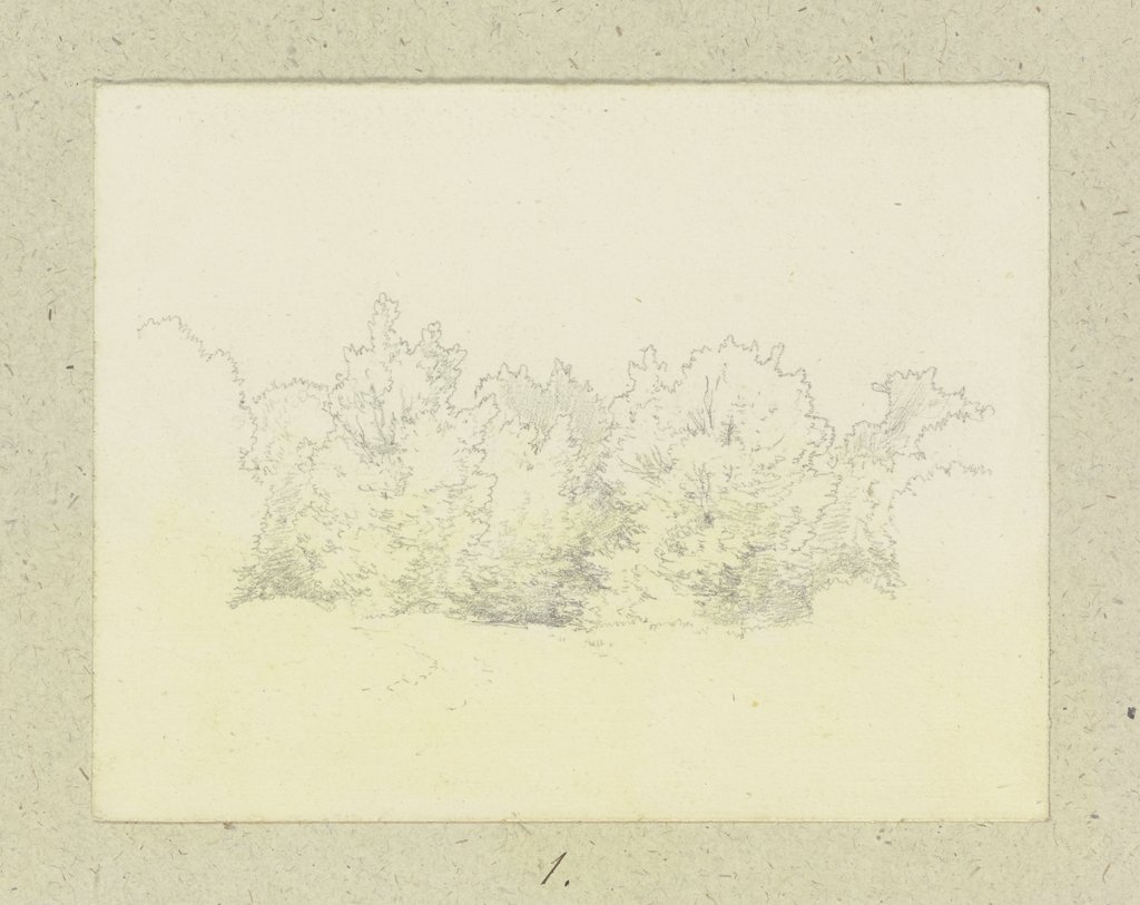 Thicket, Carl Theodor Reiffenstein