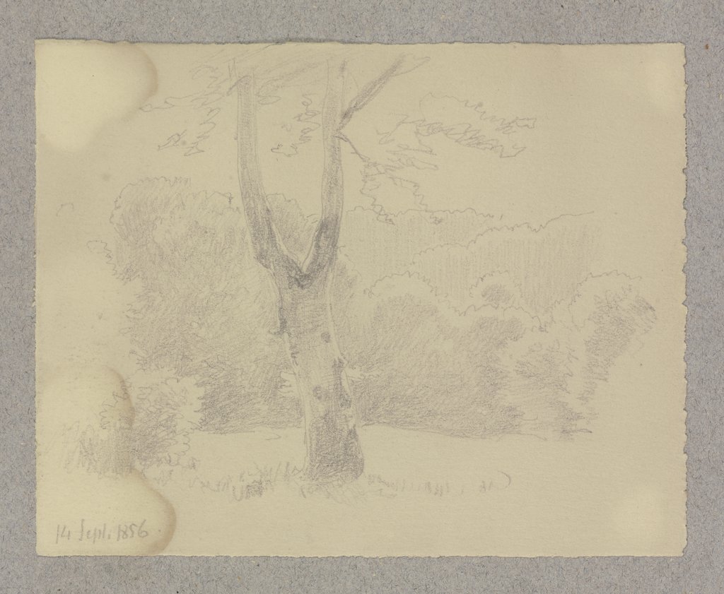Ein sich gabelnder Baum auf einer Wiese, dahinter Wald, Carl Theodor Reiffenstein