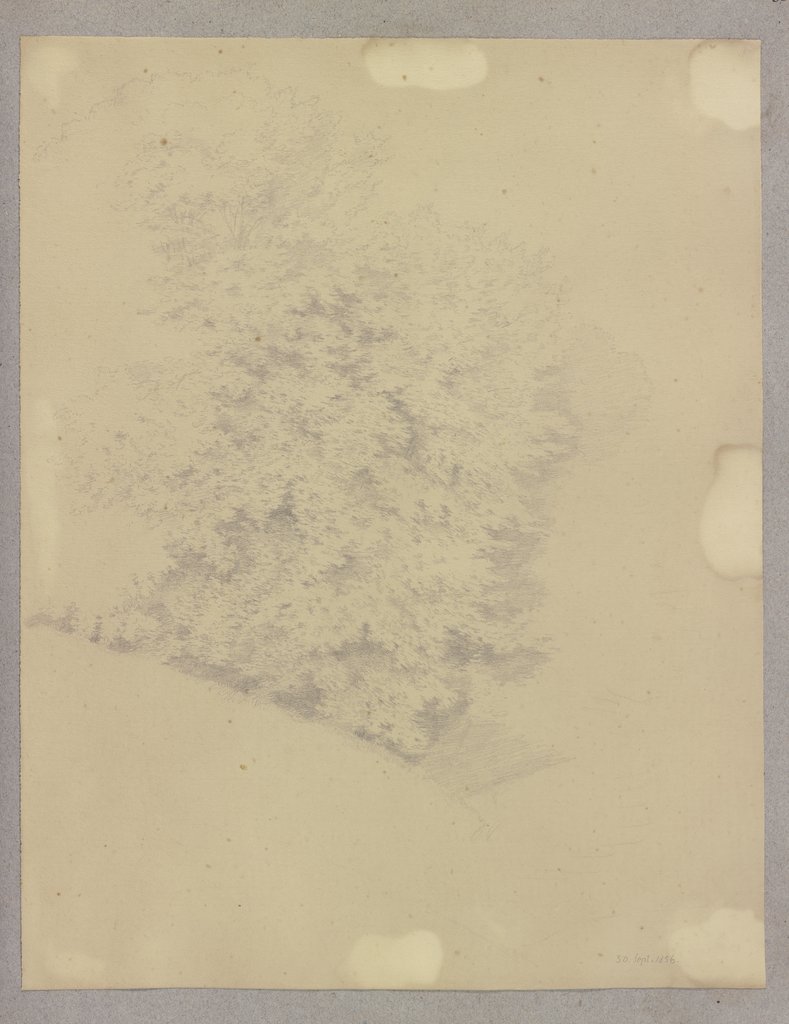 Forest edge at the slope, Carl Theodor Reiffenstein