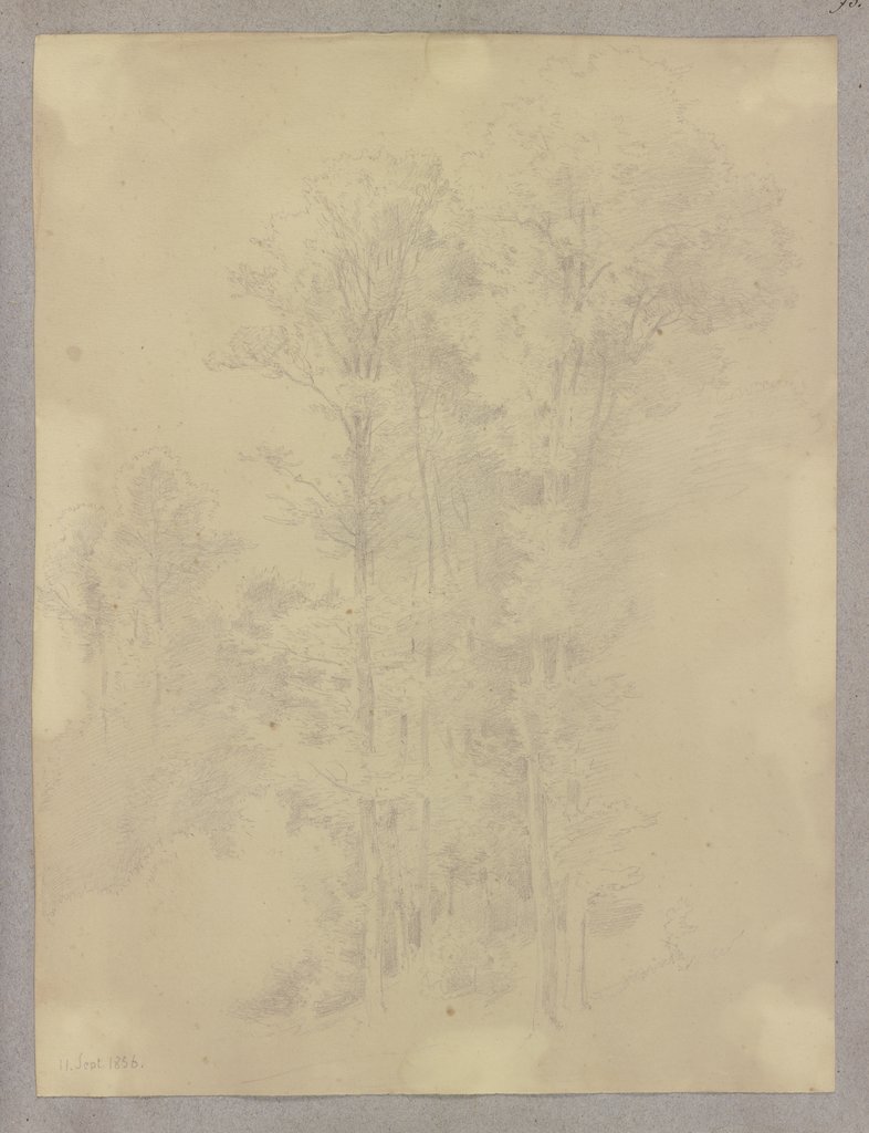 Forest section, Carl Theodor Reiffenstein