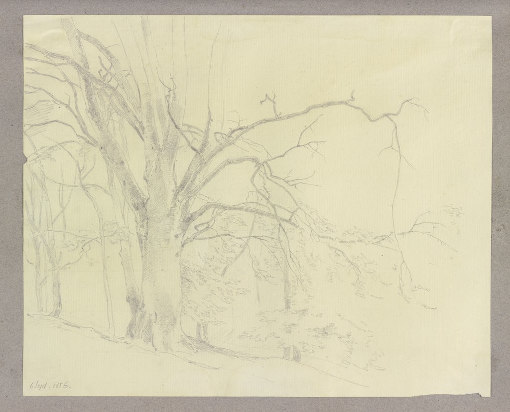 Alter kahler Baum in einem Wald, Carl Theodor Reiffenstein