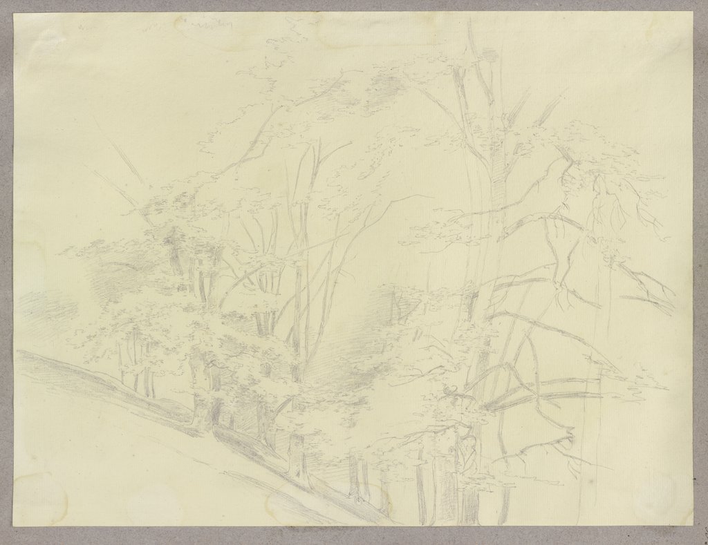 Forest slope, Carl Theodor Reiffenstein