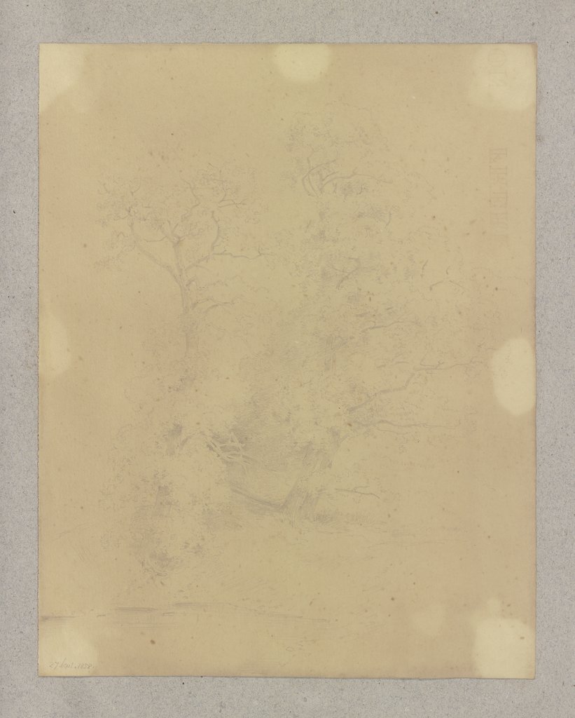 Thicket, Carl Theodor Reiffenstein