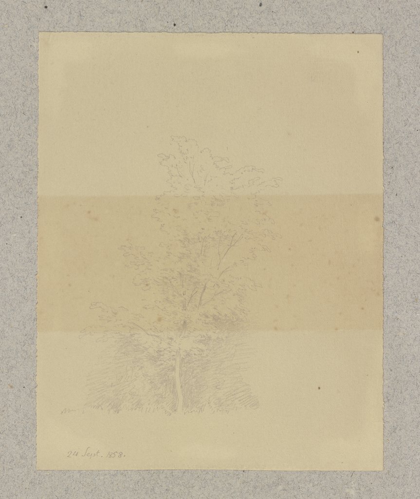 Young tree, Carl Theodor Reiffenstein