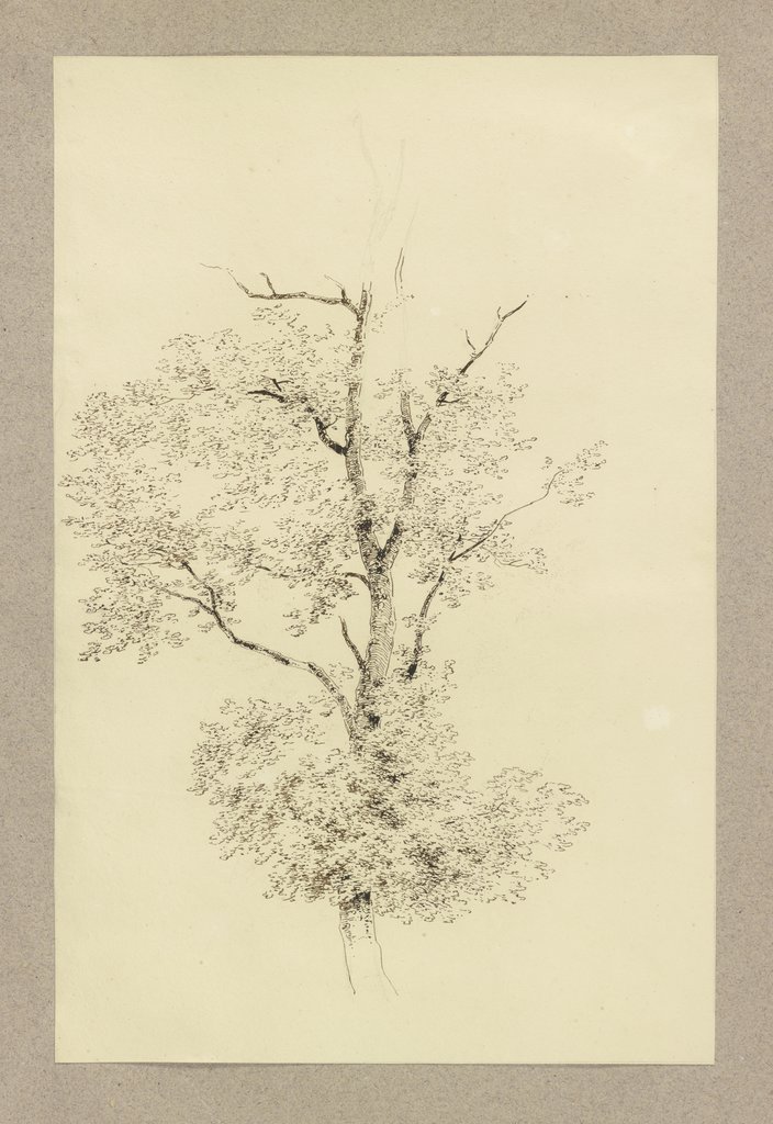 A tree, Carl Theodor Reiffenstein