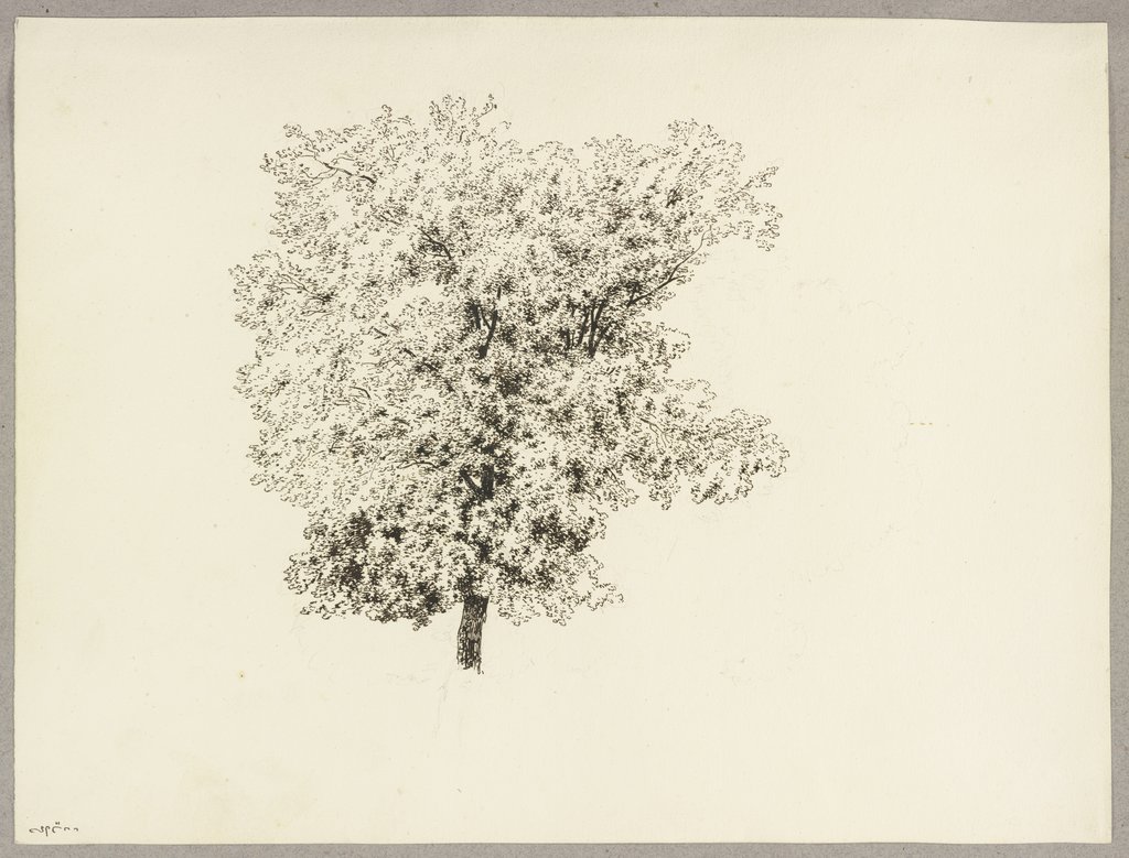 Treetop, Carl Theodor Reiffenstein