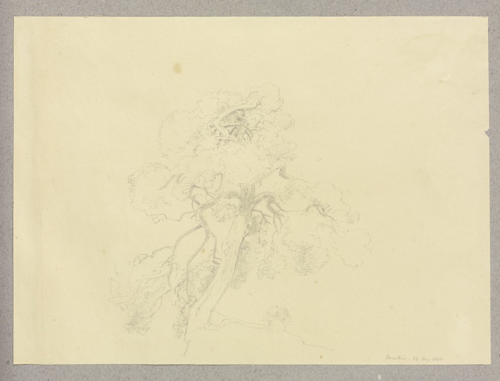 Baumkrone, Carl Theodor Reiffenstein