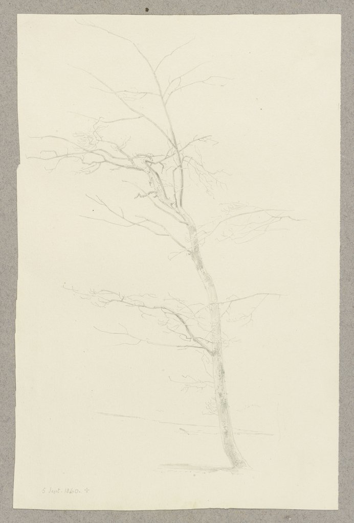 Young leadless tree, Carl Theodor Reiffenstein