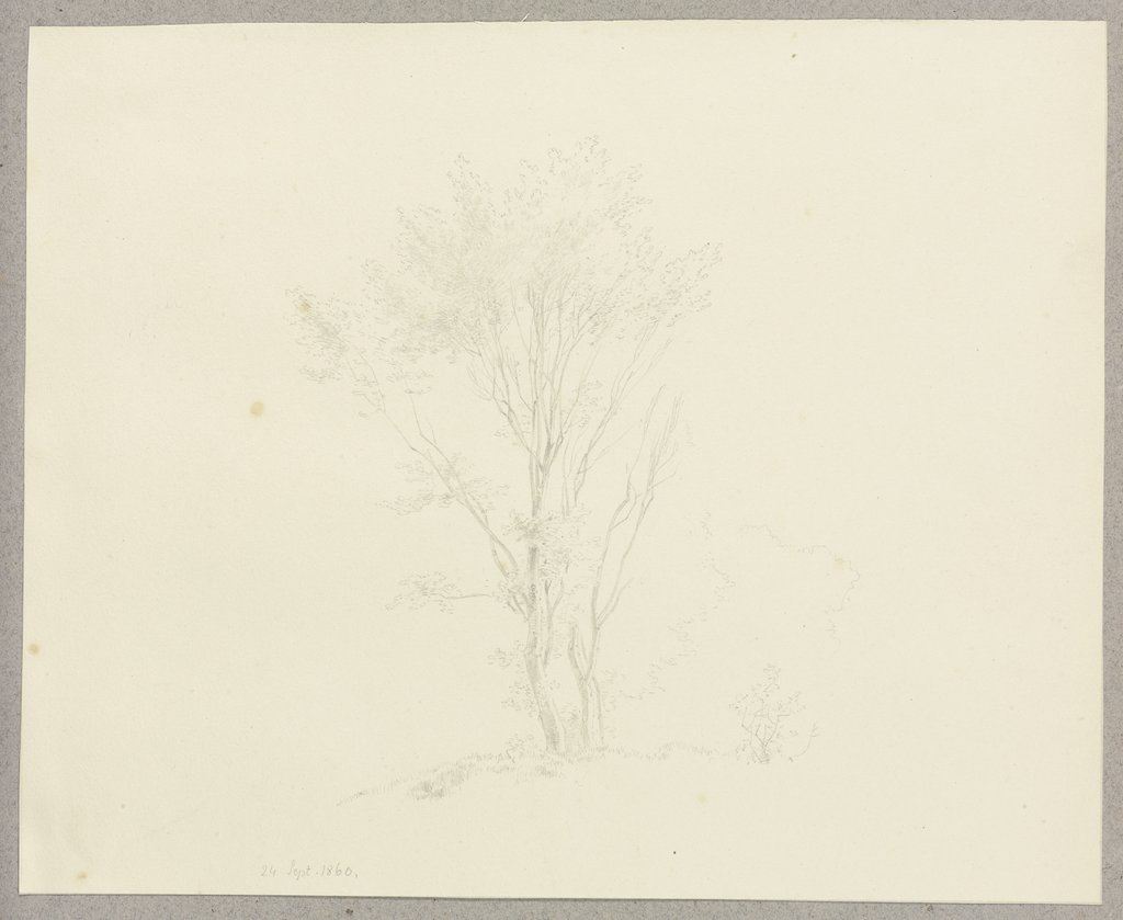 Shrubbery, Carl Theodor Reiffenstein