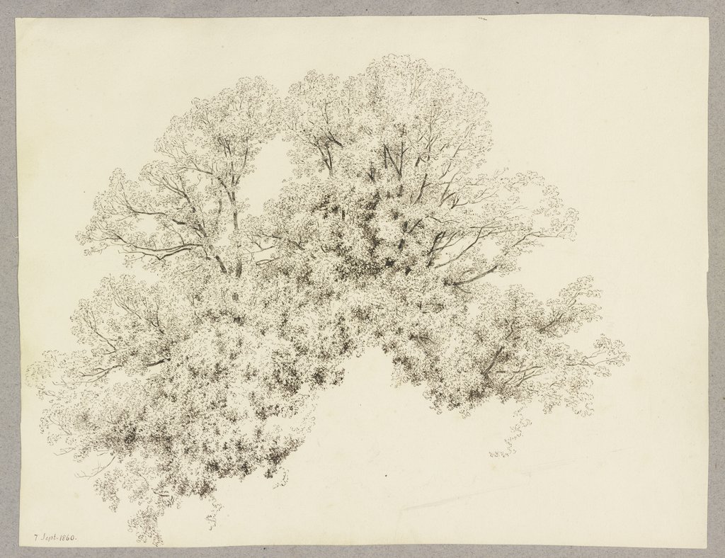 Treetop, Carl Theodor Reiffenstein
