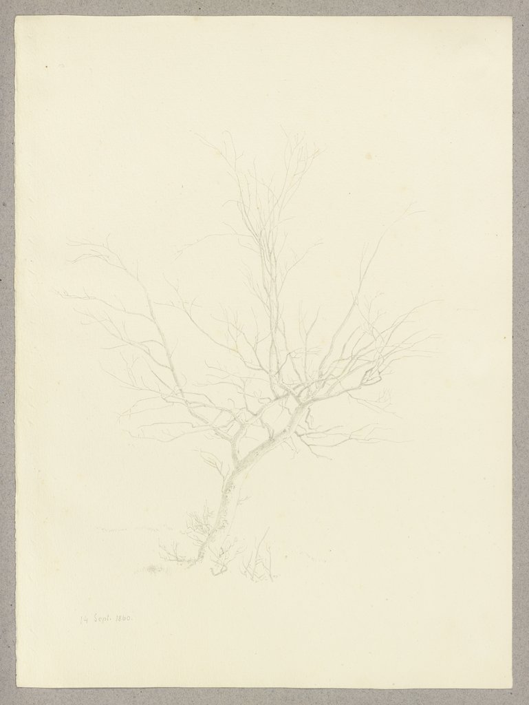 Kahler Baum, Carl Theodor Reiffenstein