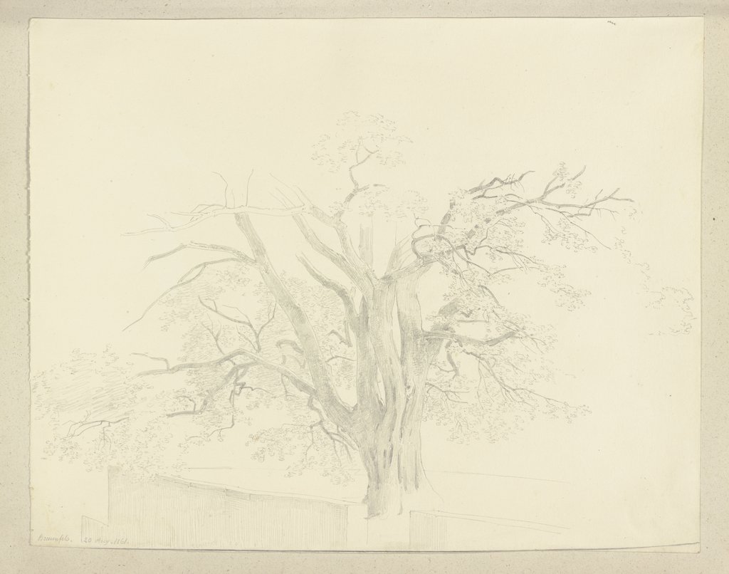 Alter Baum hinter einem Mäuerchen in Braunfels, Carl Theodor Reiffenstein