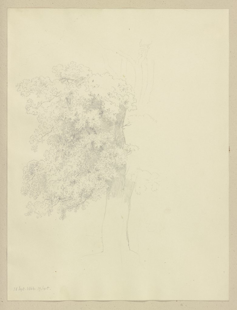 Large tree, Carl Theodor Reiffenstein