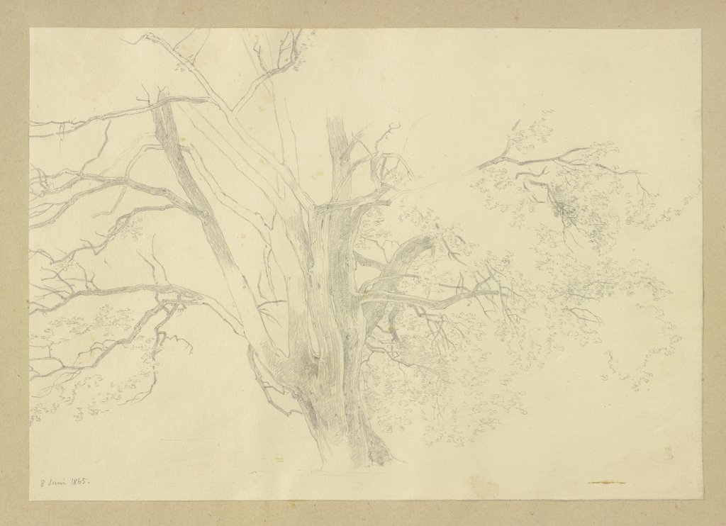 Treetop, Carl Theodor Reiffenstein