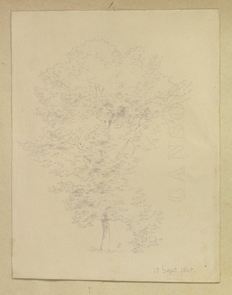 Tree, Carl Theodor Reiffenstein
