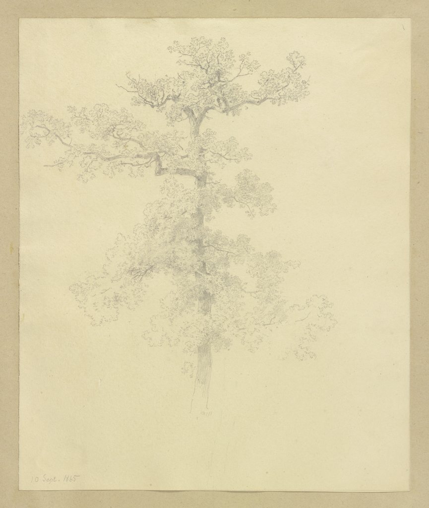 Tree, Carl Theodor Reiffenstein