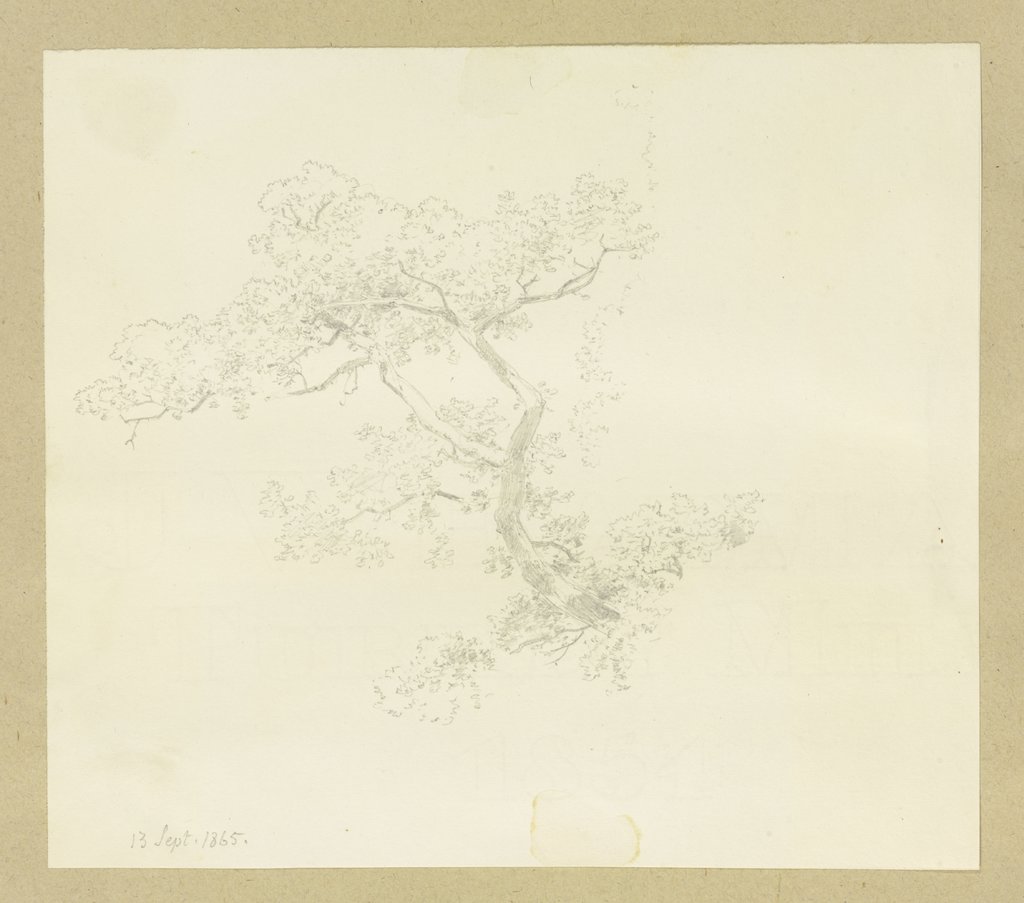 Baumkrone, Carl Theodor Reiffenstein