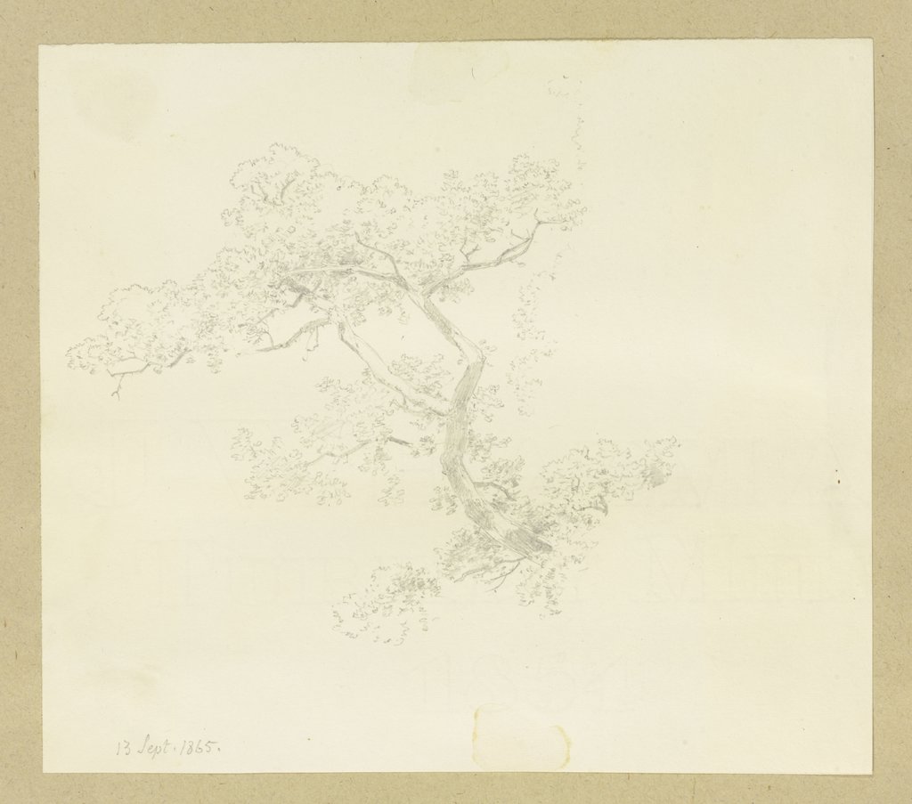 Treetop, Carl Theodor Reiffenstein