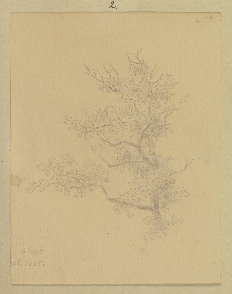 Baumkrone, Carl Theodor Reiffenstein
