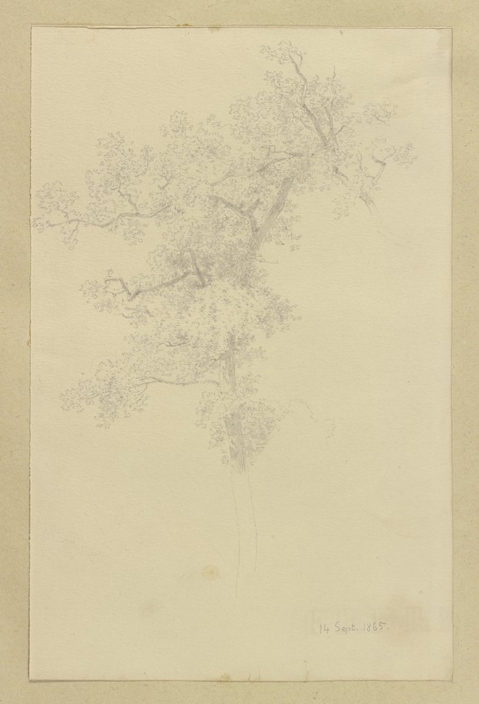 Baumkrone, Carl Theodor Reiffenstein