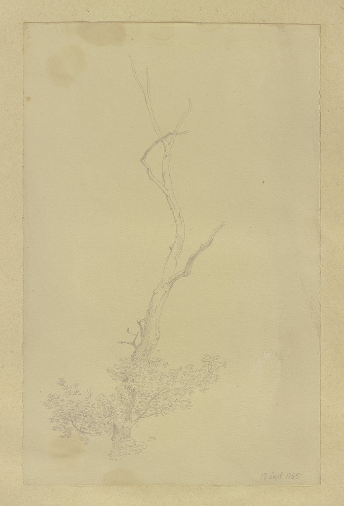 Dead treetop, Carl Theodor Reiffenstein