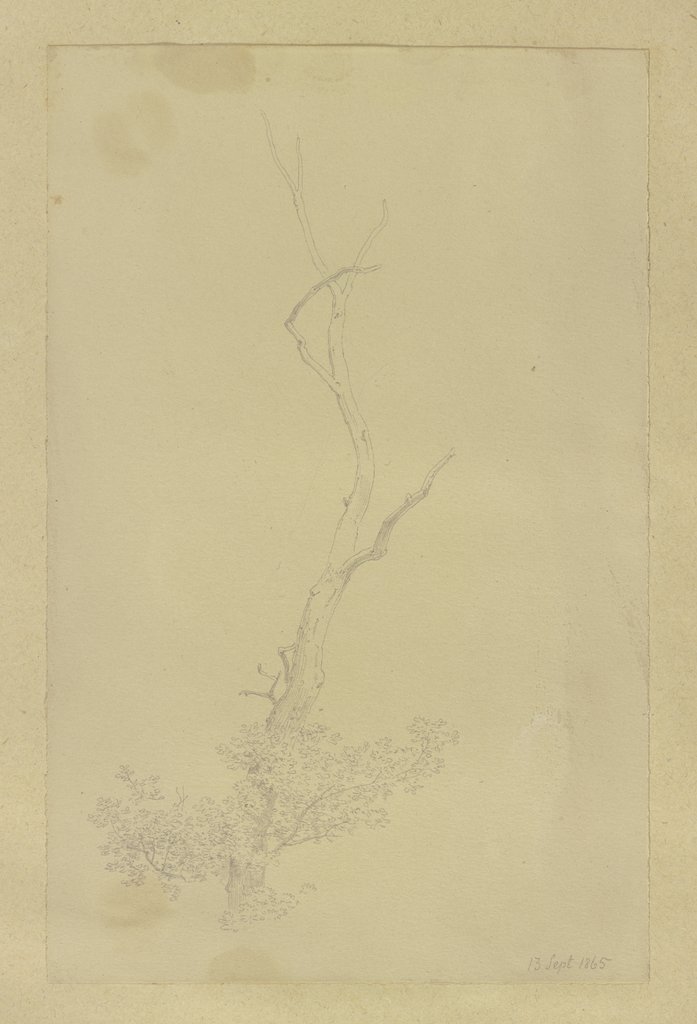 Dead treetop, Carl Theodor Reiffenstein