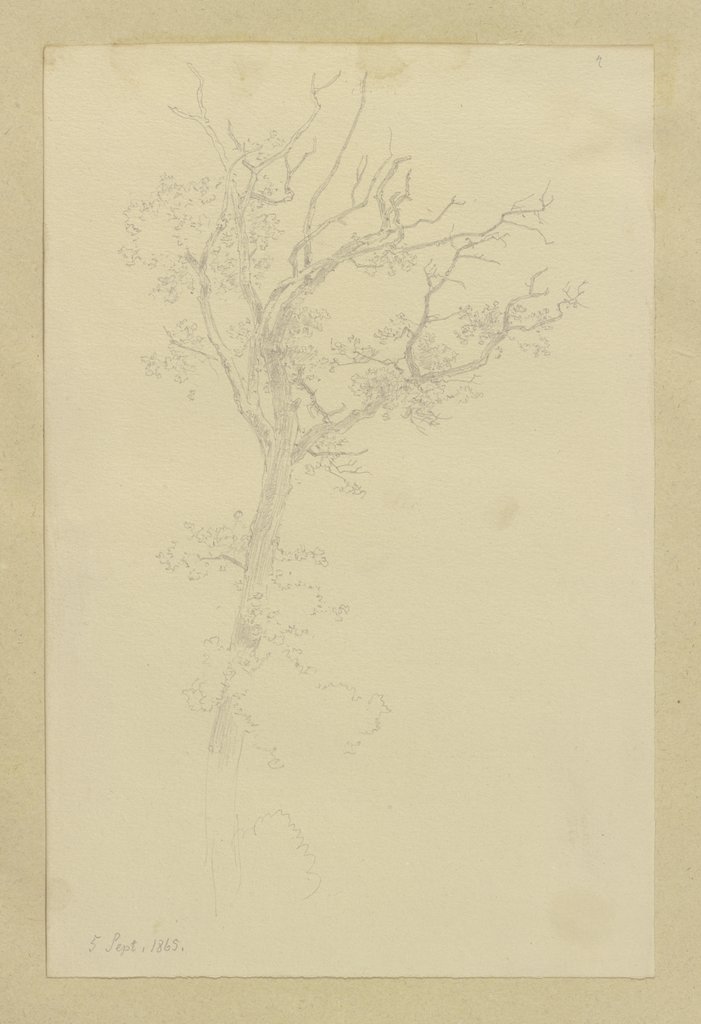 Tree, Carl Theodor Reiffenstein