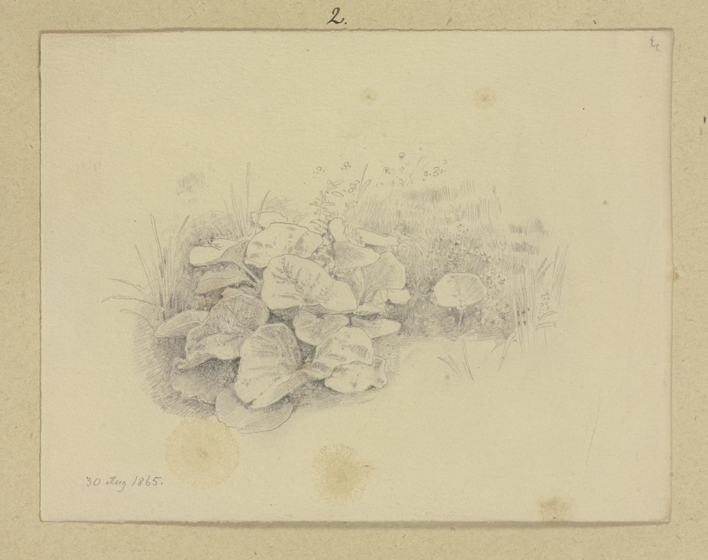 Rasenstück mit großblättriger Pflanze, Carl Theodor Reiffenstein