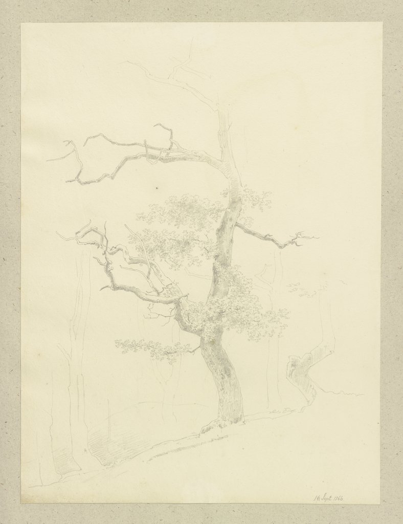 A tree, Carl Theodor Reiffenstein