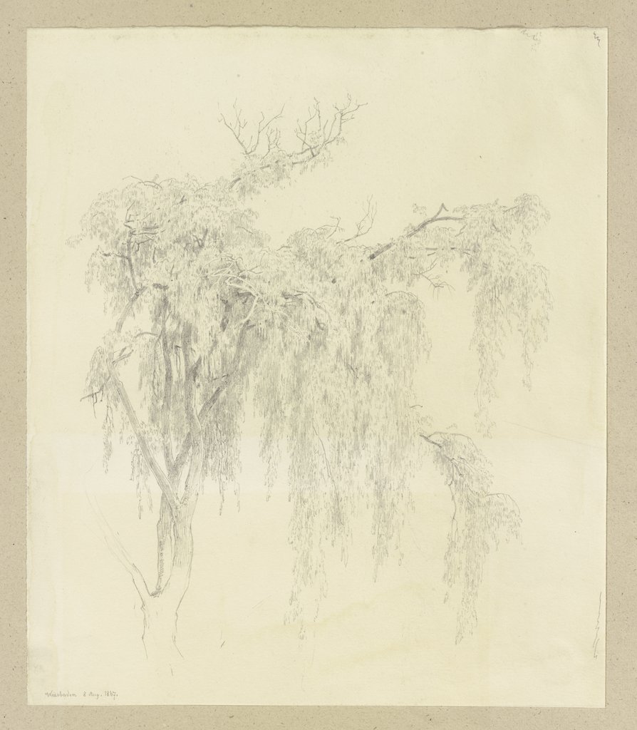 Weeping willow in Wiesbaden, Carl Theodor Reiffenstein