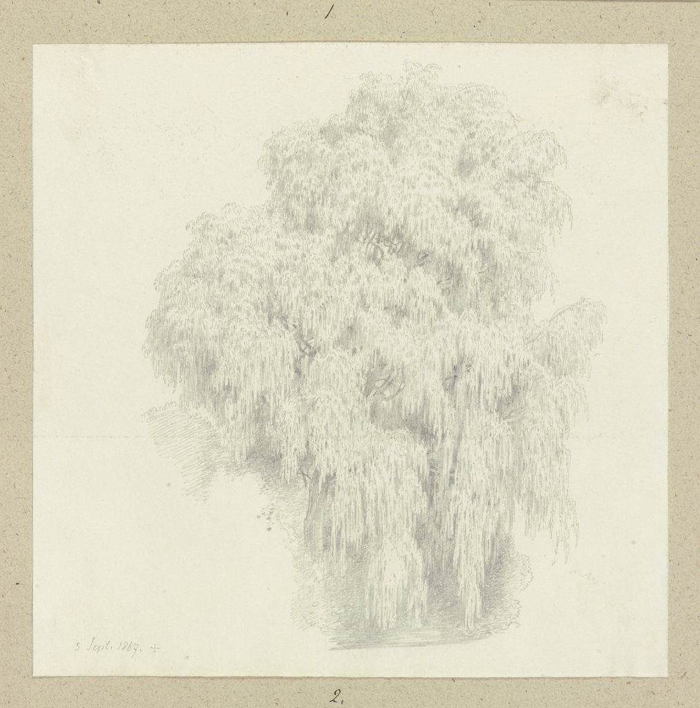 Weeping willow, Carl Theodor Reiffenstein