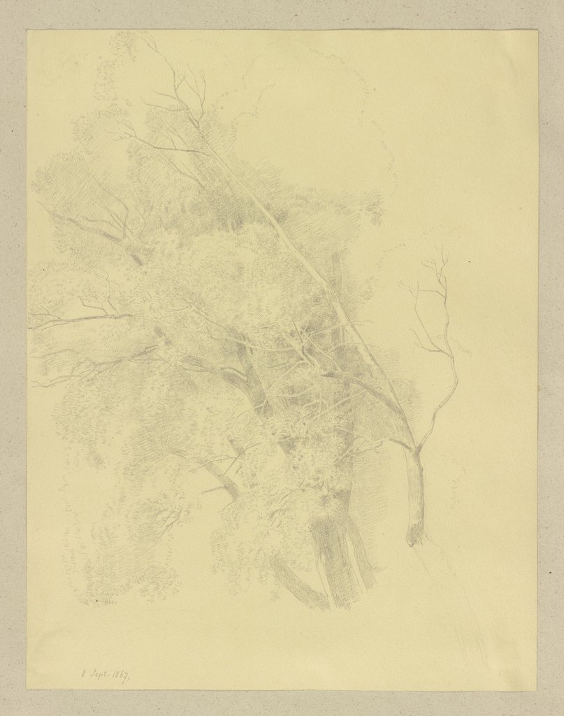 Treetop, Carl Theodor Reiffenstein