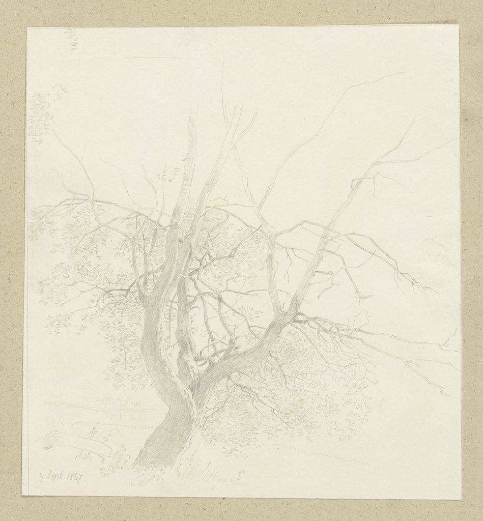 Tree with short trunk, Carl Theodor Reiffenstein