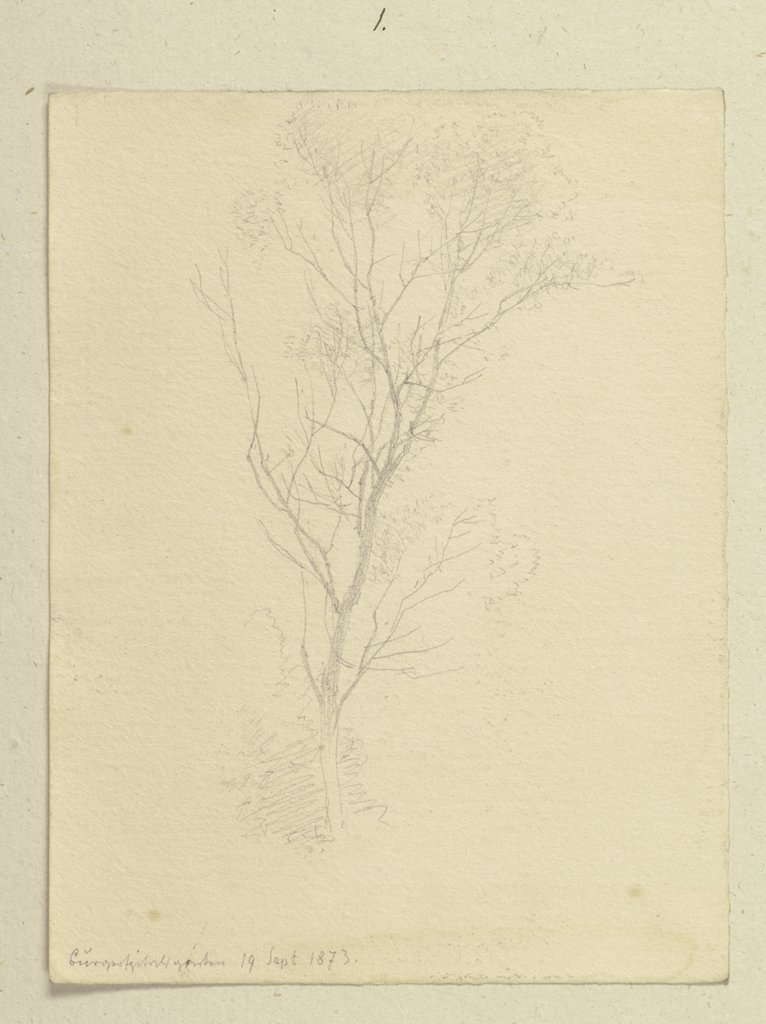 Junger Baum im Bürgerspitalgarten von Frankfurt am Main, Carl Theodor Reiffenstein