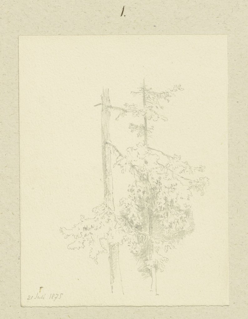 Two conifers, Carl Theodor Reiffenstein