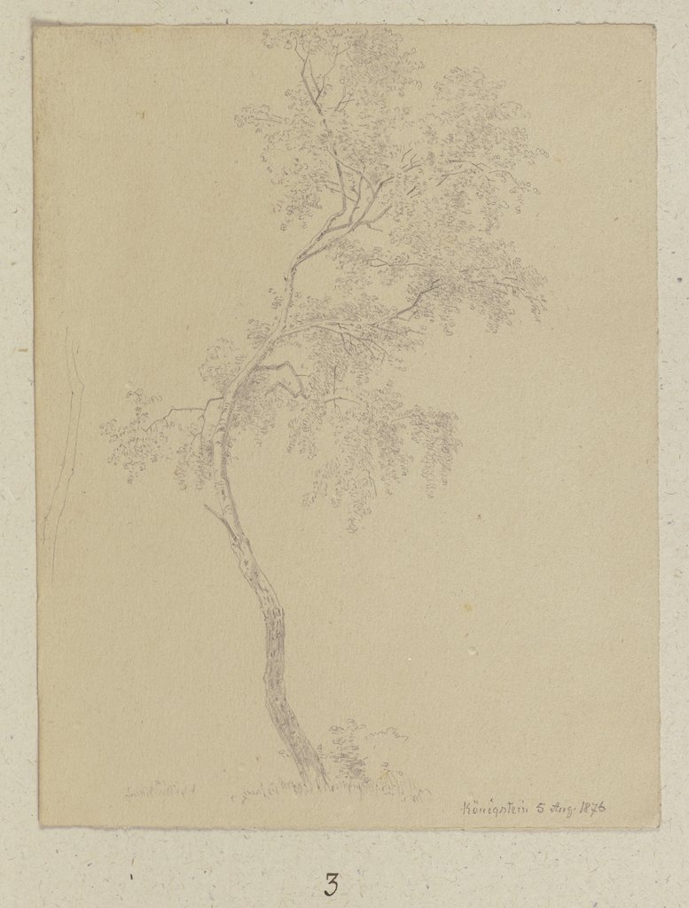 Junger Baum bei Königstein, Carl Theodor Reiffenstein