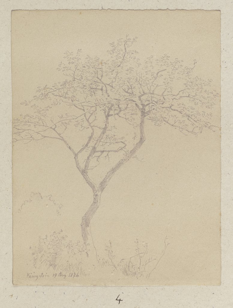 Junger Baum bei Königstein, Carl Theodor Reiffenstein