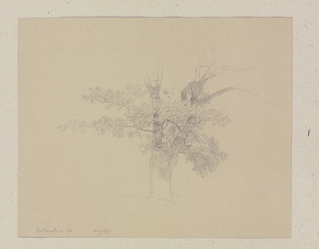 Baum bei Königstein-Falkenstein, Carl Theodor Reiffenstein