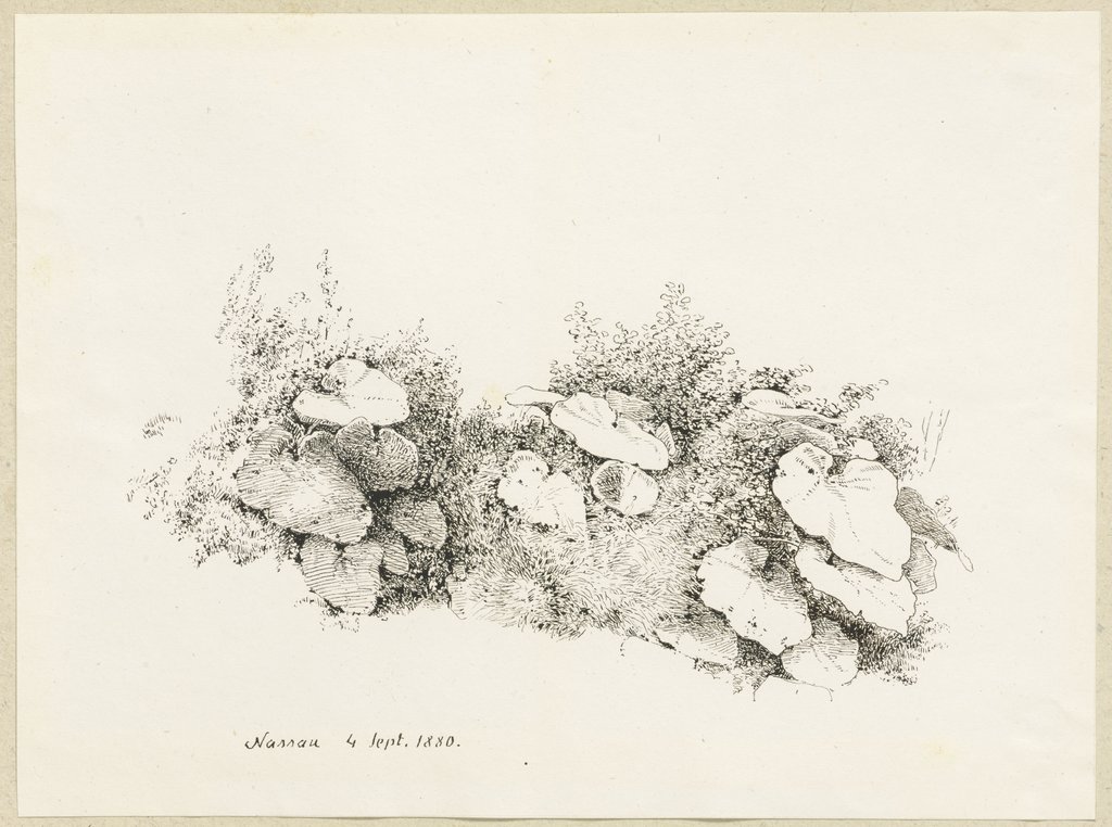 Rasenstück mit großblättrigen Pflanzen, Carl Theodor Reiffenstein