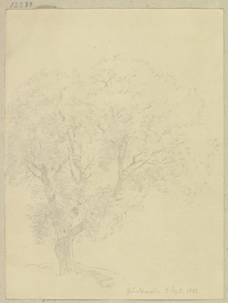 Tree near the Hundsweide, Carl Theodor Reiffenstein