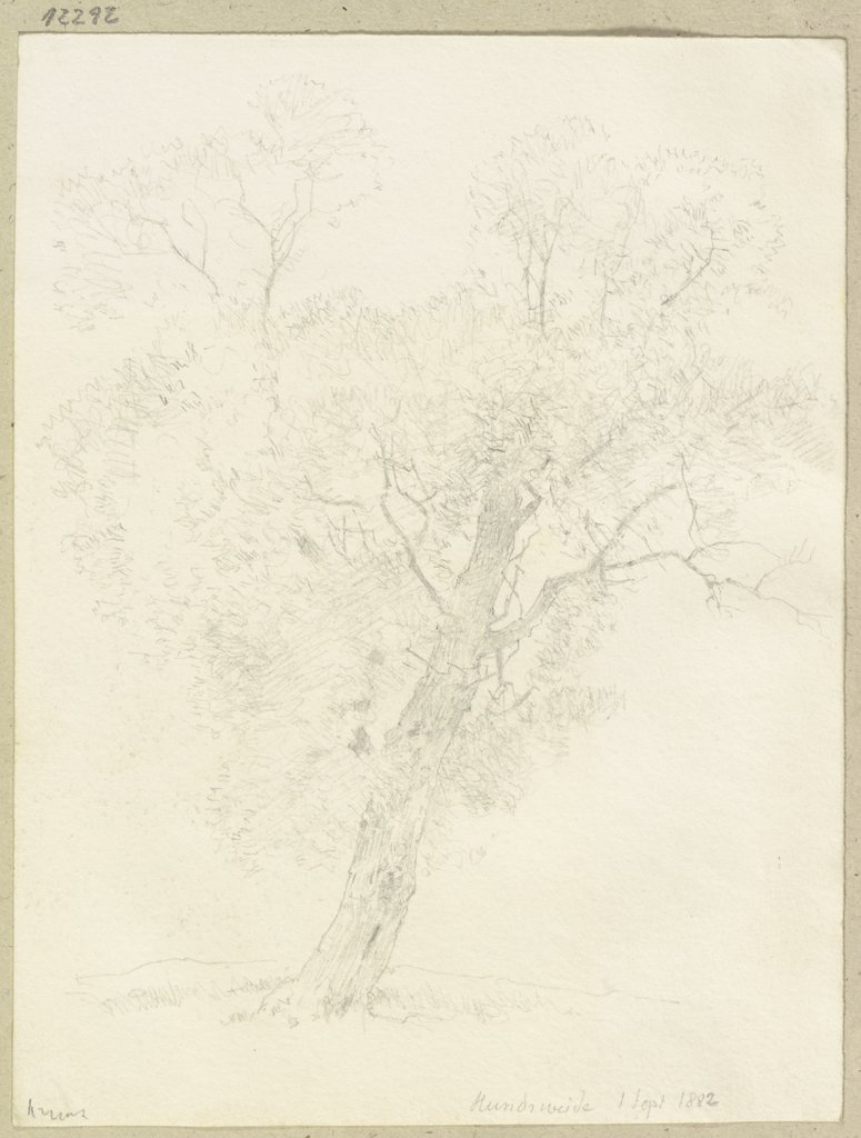 Tree near the Hundsweide, Carl Theodor Reiffenstein