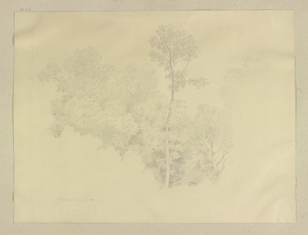 Piece of a forest near Wiesbaden, Carl Theodor Reiffenstein