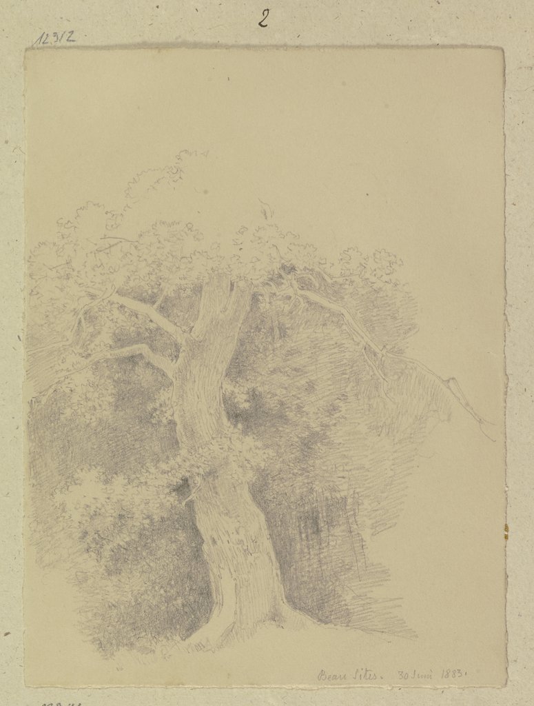 Alter Baum nahe der Kaltwasserheilanstalt Beau Site in Wiesbaden, Carl Theodor Reiffenstein