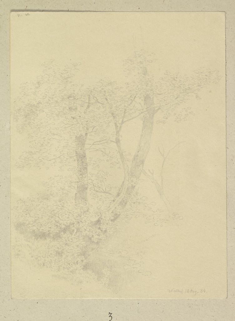 Pair of trees near Walluf, Carl Theodor Reiffenstein