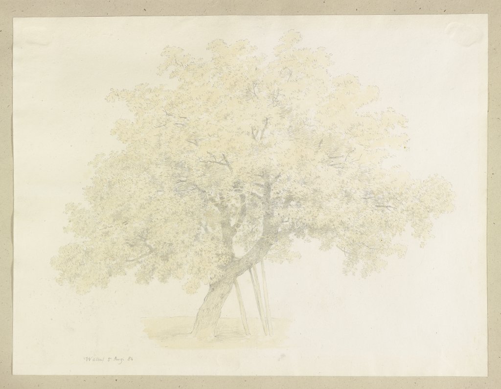 Baum mit abgestütztem Hauptast, Carl Theodor Reiffenstein