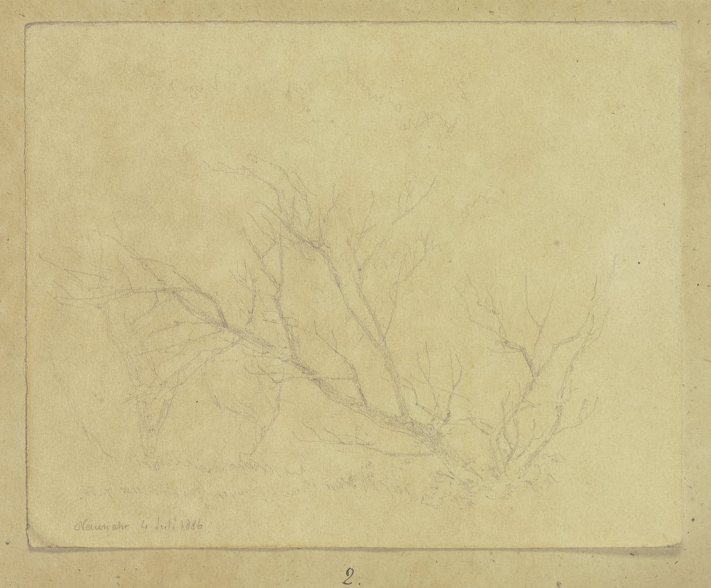Leafless bush, Carl Theodor Reiffenstein